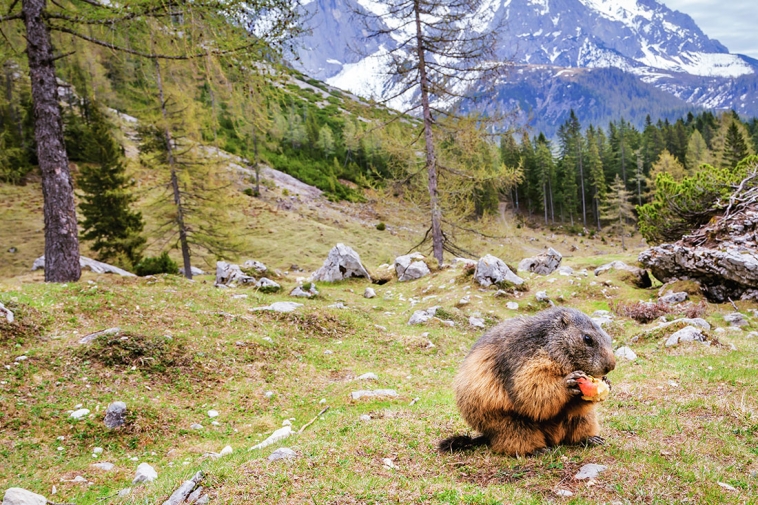 Die Murmeltiere auf der Bachlalm ...